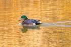 USA, Colorado, Fort Collins. Wigeon duck in water. Art Print